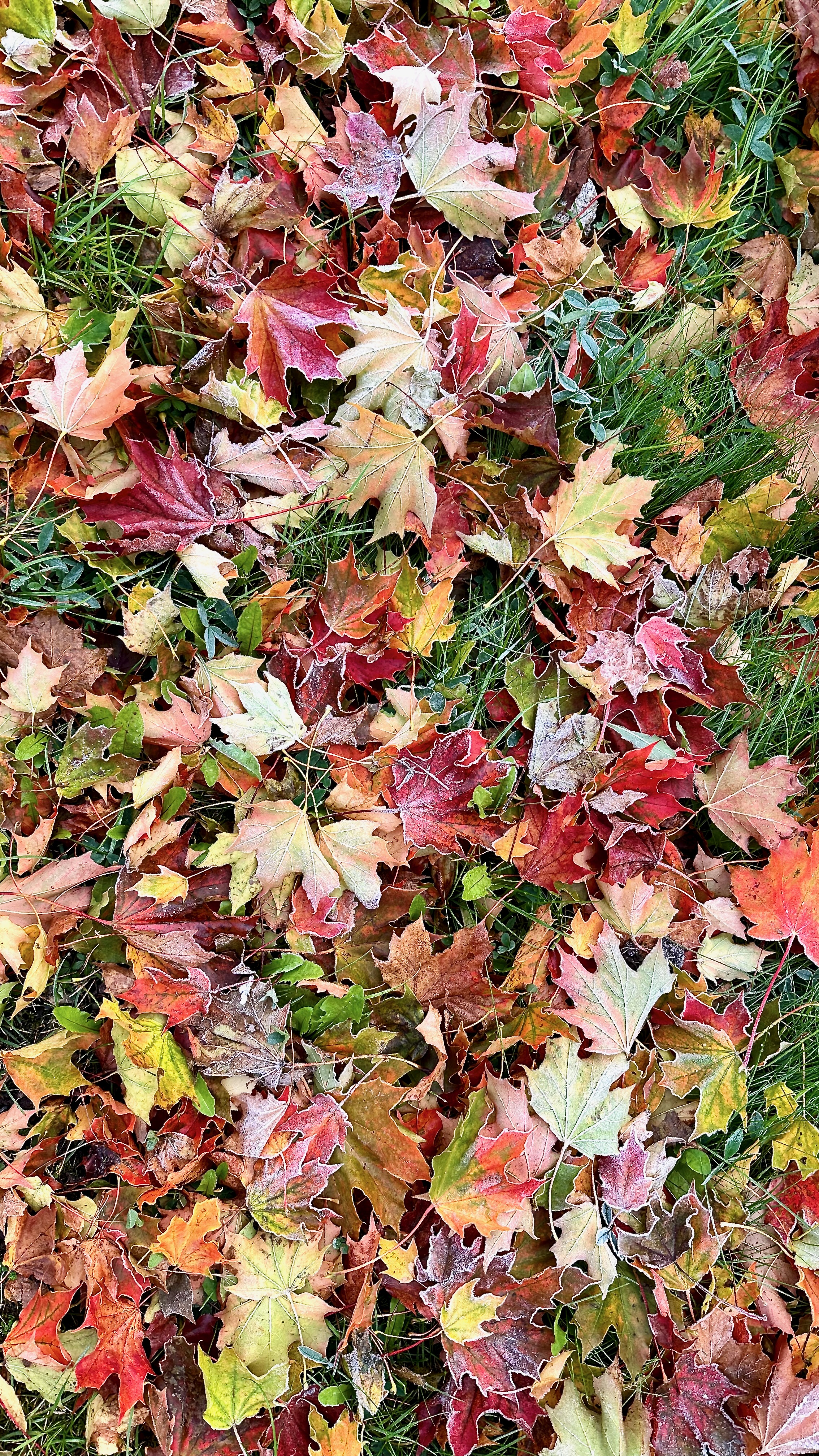 Colourful autumn leaves